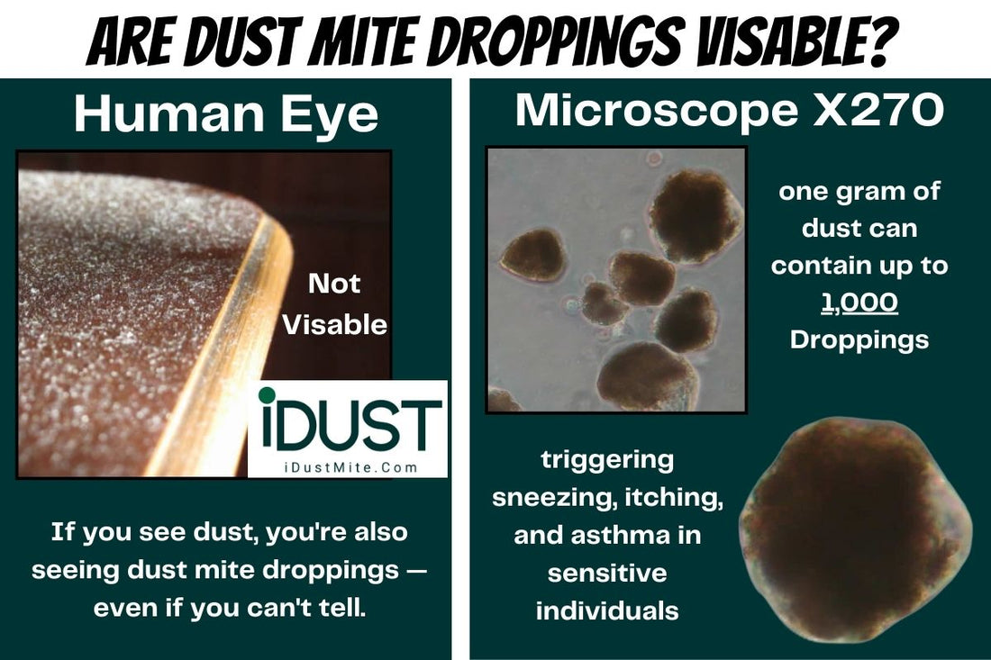 Microscopic view of dust mite droppings on fabric surface – allergens invisible to the naked eye but common in bedding and mattresses