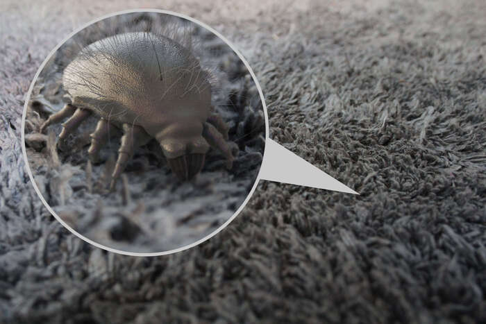 What Is Biting Me? The Truth About "Carpet Mite Bites"