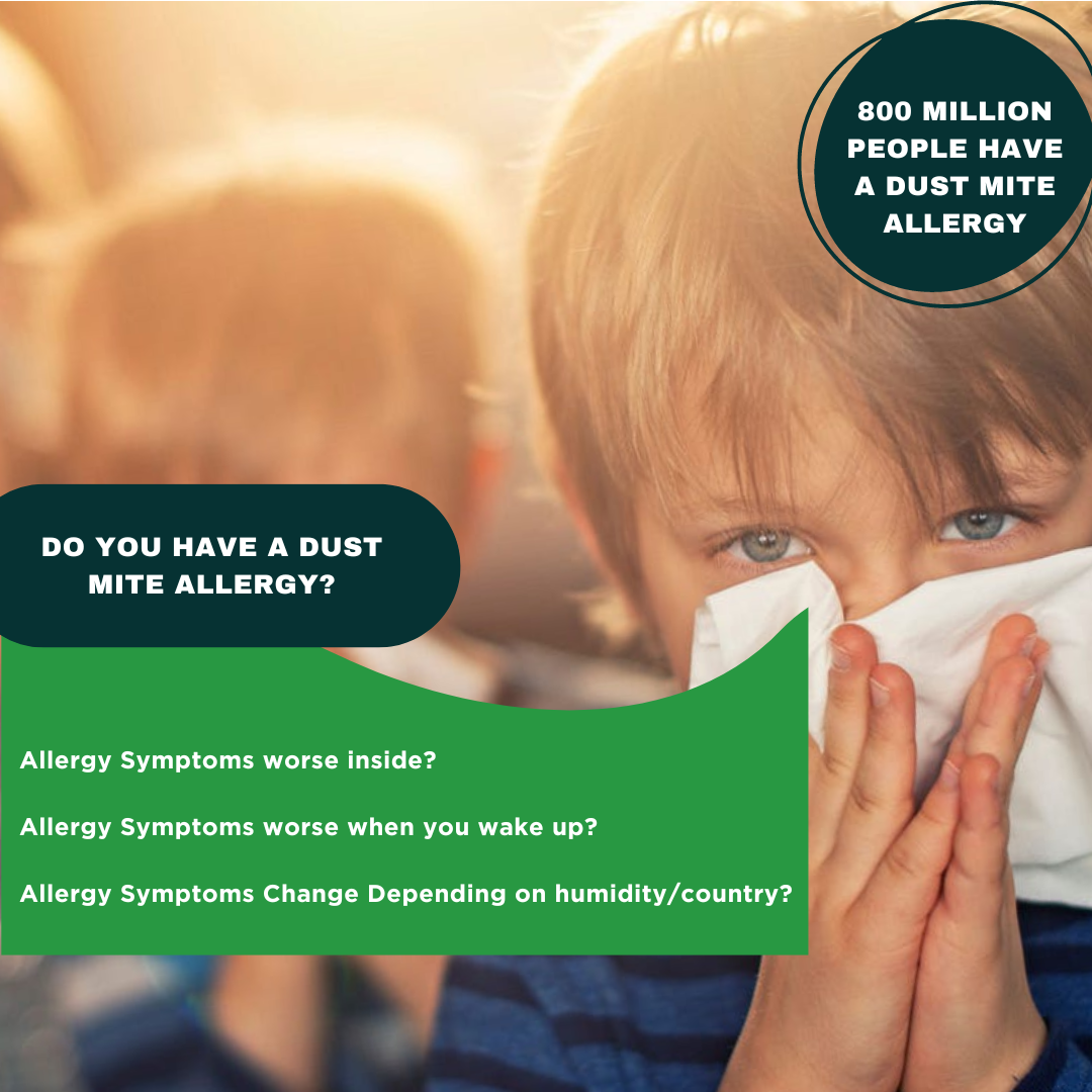 Do I Have a Dust Mite Allergy? 3 Ways to Check at Home