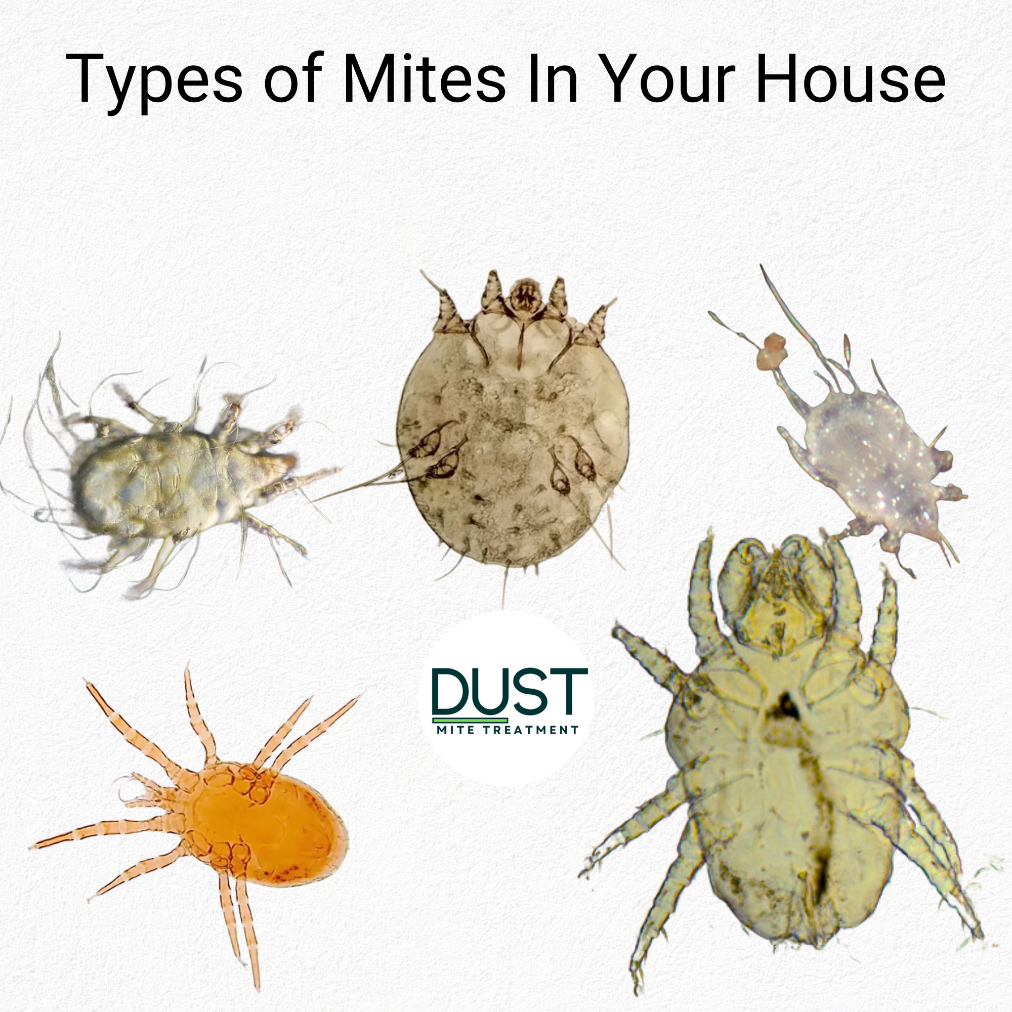 Types of Mites In House and How To Get Rid of Them