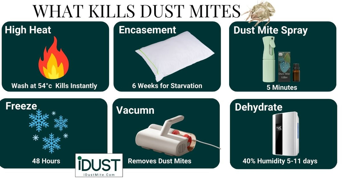 Where dust mites live in the home, inside the mattress, pillow, sofa, carpet, curtains and soft toys