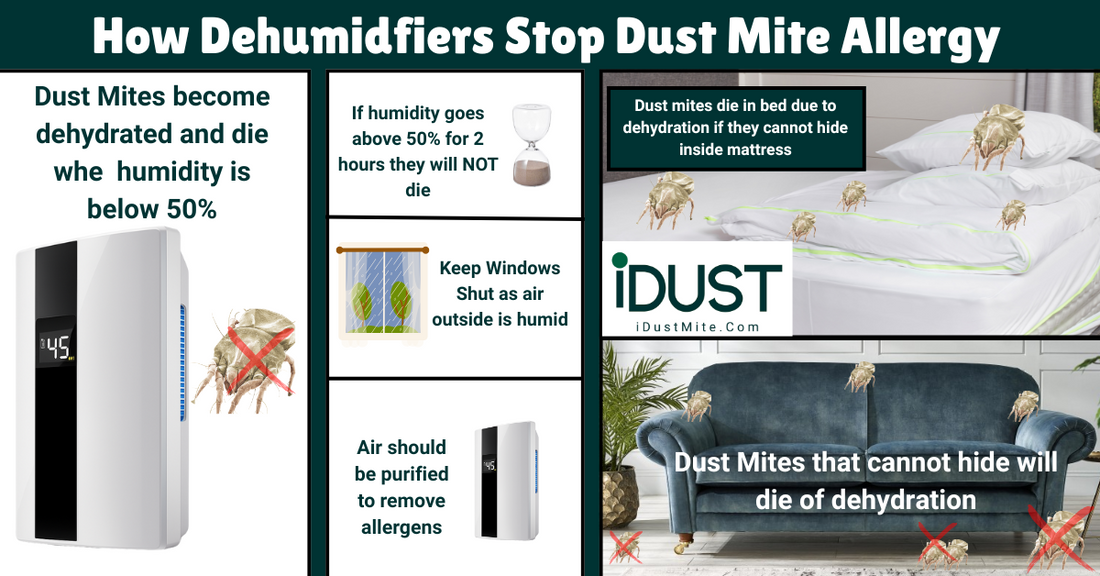 Infographic showing how dehumidifiers kill dust mites by lowering humidity below 50% and stopping allergen build-up in beds and sofas.