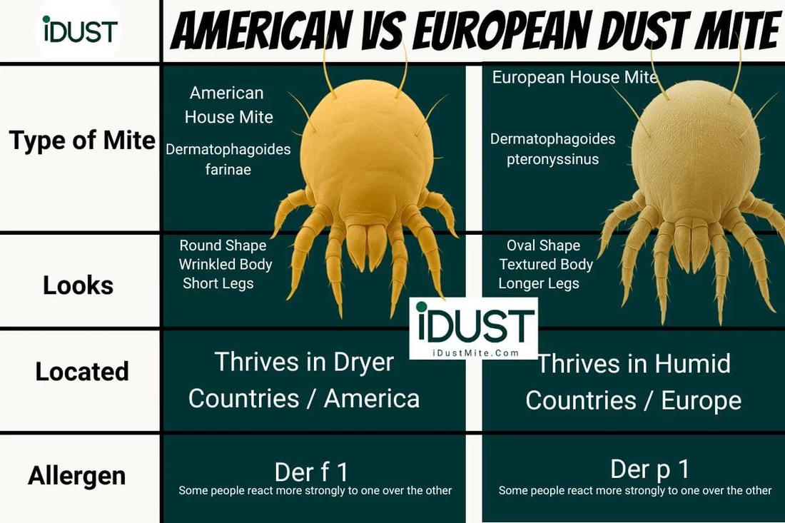Infographic comparing American dust mite (Dermatophagoides farinae) vs European dust mite (Dermatophagoides pteronyssinus), showing differences in looks, habitat, and primary allergens (Der f 1 vs Der p 1).