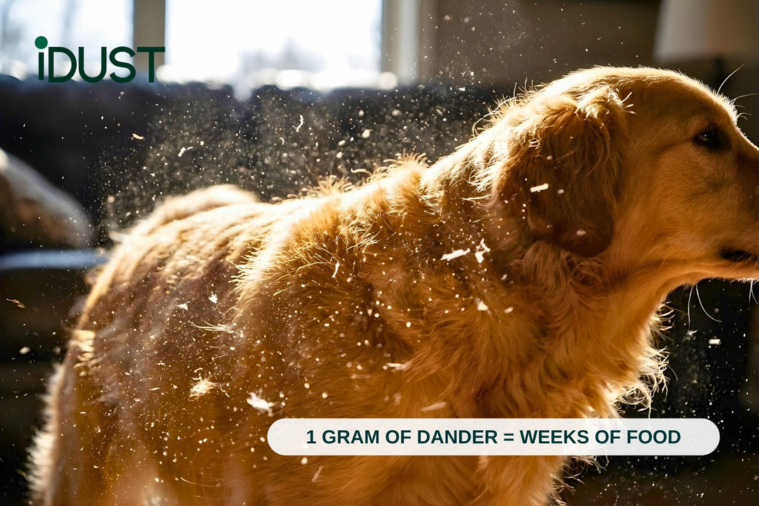 Backlit photo of a dog shaking off, illustrating how pet dander spreads into the air to feed dust mites.