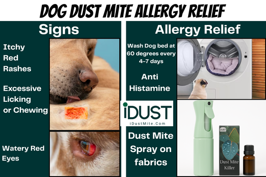 Dog scratching bed with dust mite allergy symptoms and clean home