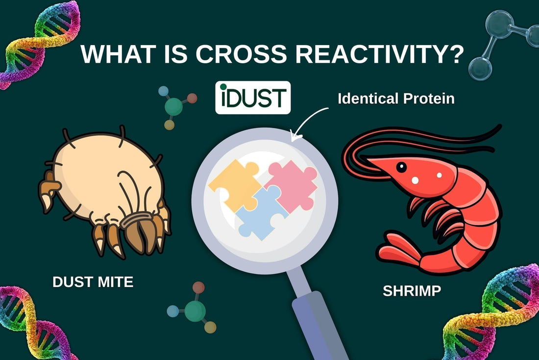 Diagram showing why having a dust mite allergy can make you allergic to eating shrimp and other seafood.