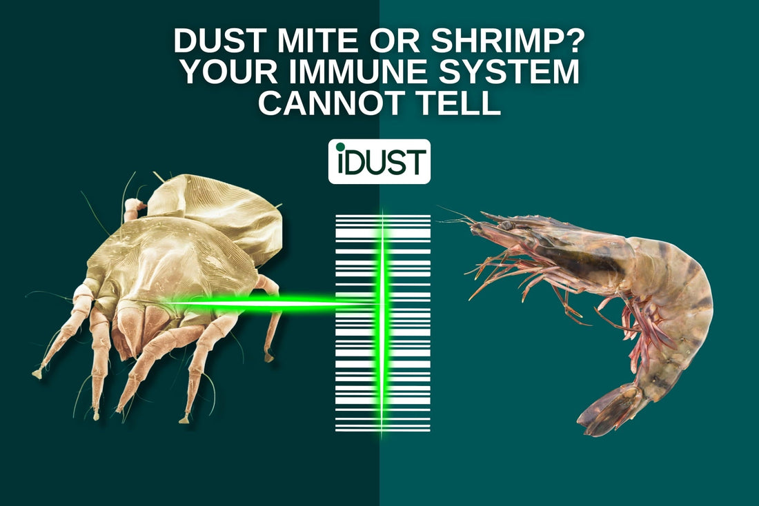 Diagram showing how dust mites and shrimp share the exact same protein barcode, causing cross-reactive food allergies.