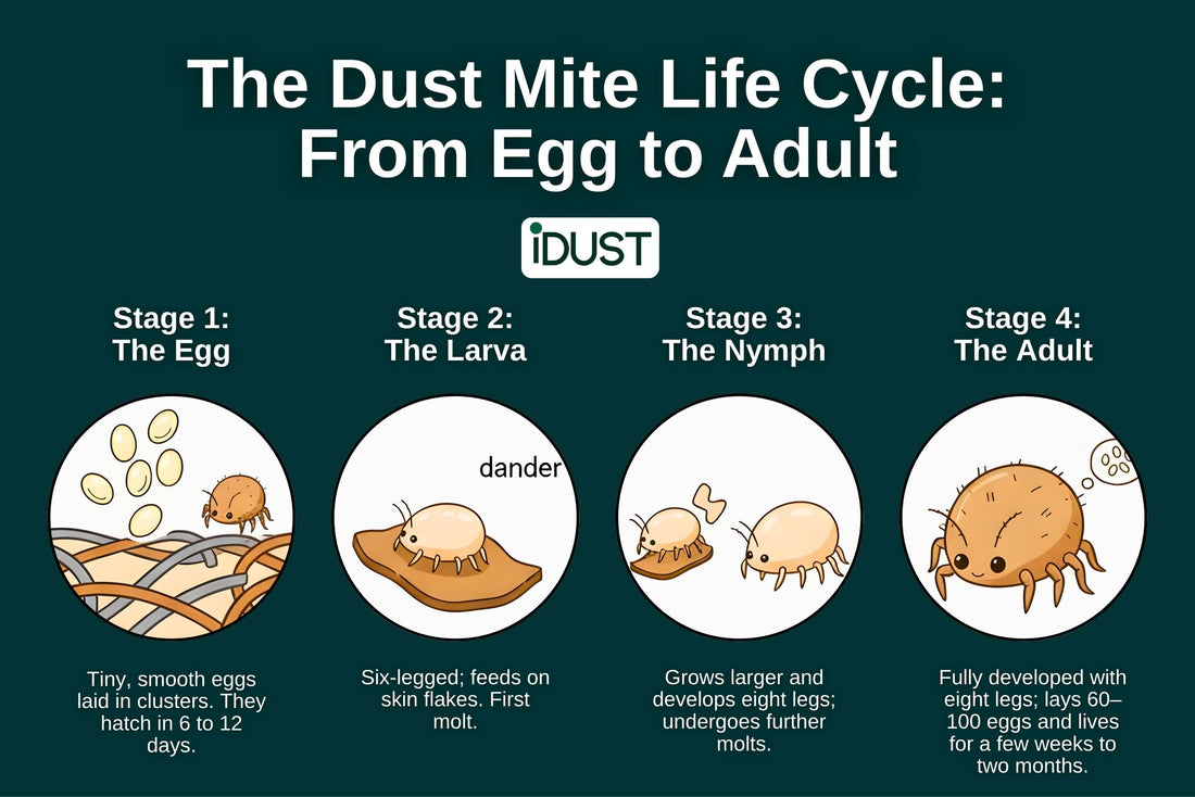 How Dust Mites Formed: Unraveling Their Life Cycle & Origin
