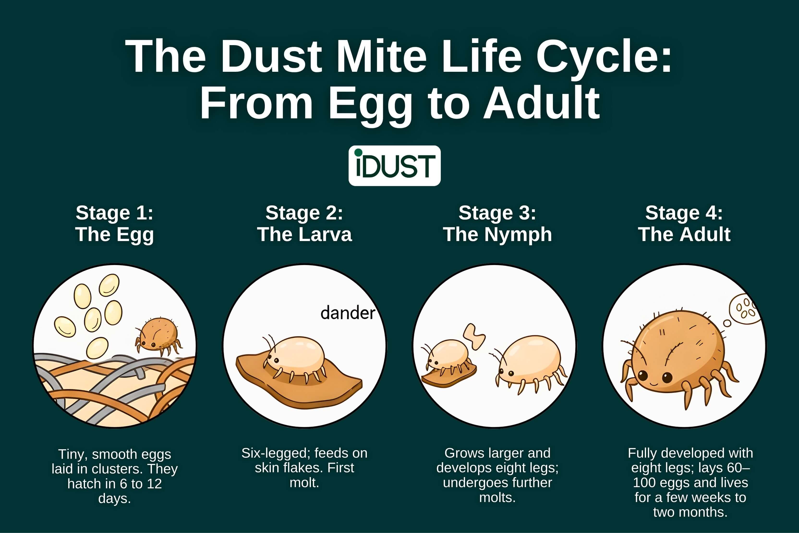 Where Do Dust Mites Come From? The Gross Truth About Your Bedroom (And ...