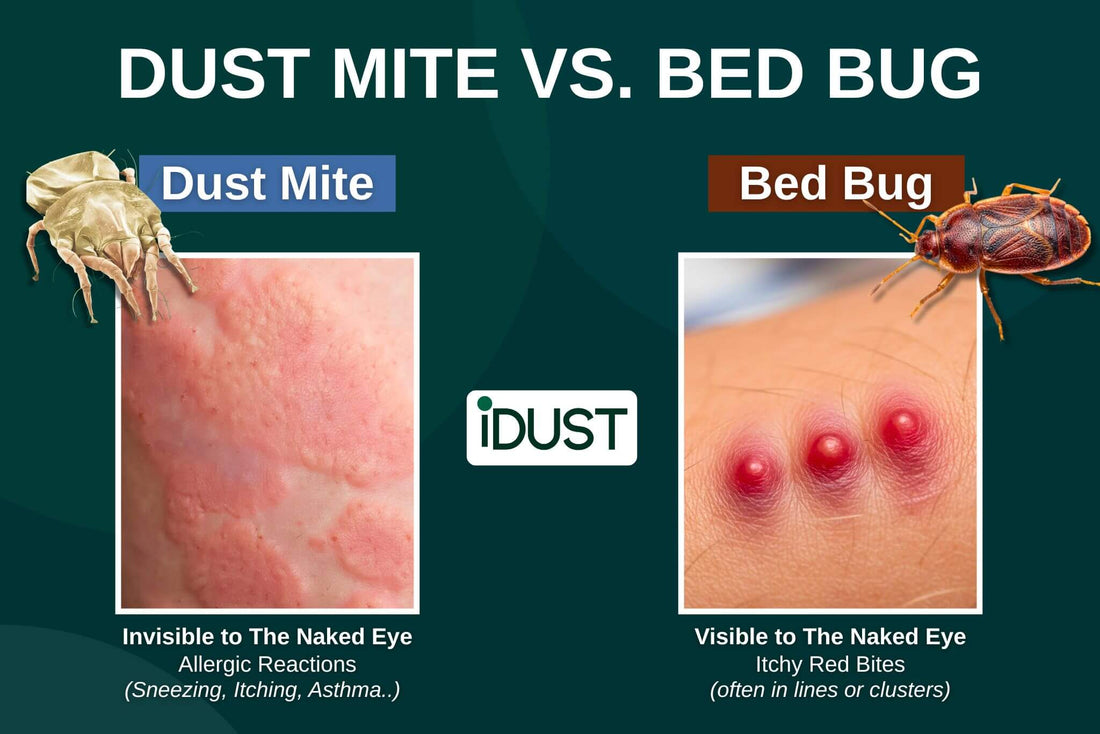Side by side comparison of a dust mite and a bed bug to identify what is causing itchy marks