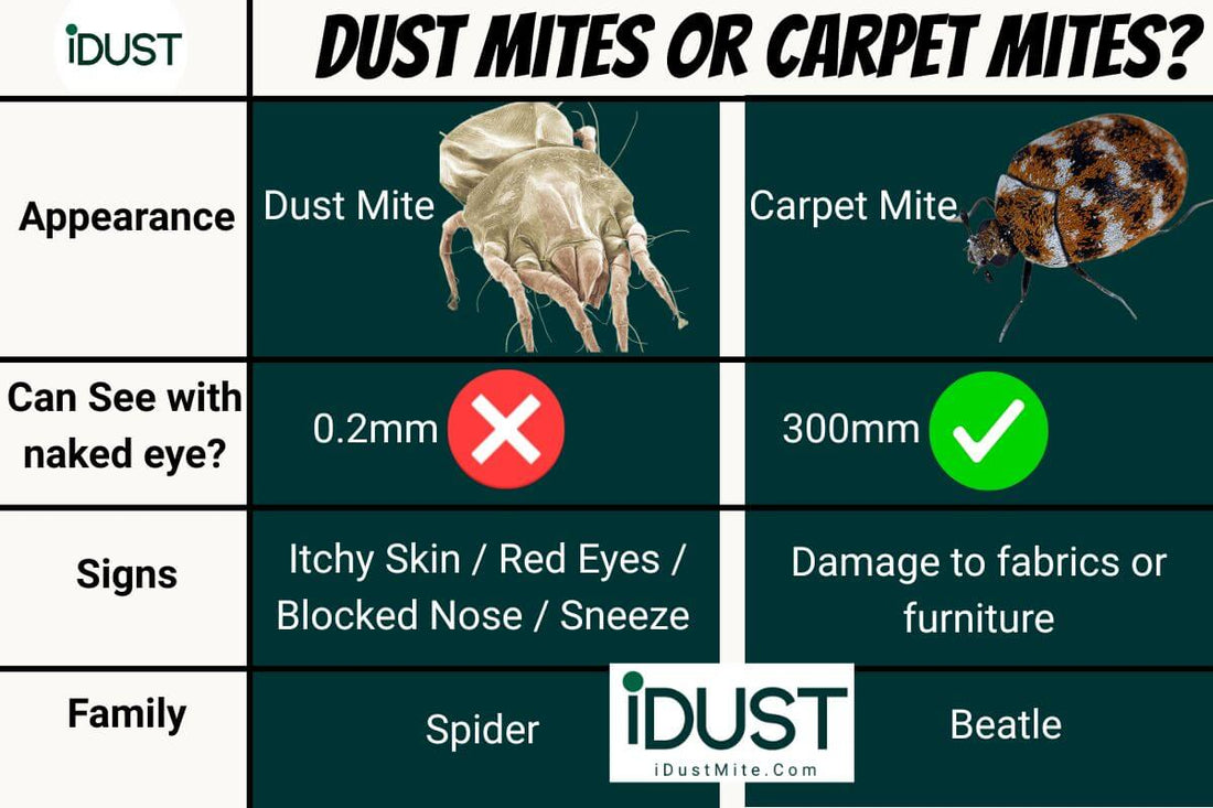 Close-up image showing the difference between dust mites and carpet mites with home treatment products like sprays, vacuums, and bedding encasements.