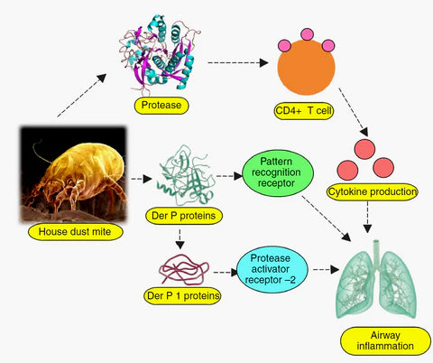 Dust Mite Allergy - Science