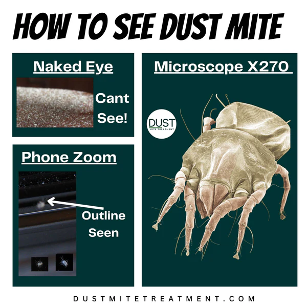 A visual comparison guide illustrating the effectiveness of viewing dust mites with the naked eye, a phone camera zoom, and under a microscope.