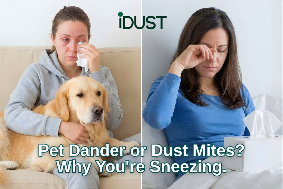 A split image showing allergy symptoms caused by pet dander on a sofa versus dust mites in bed.