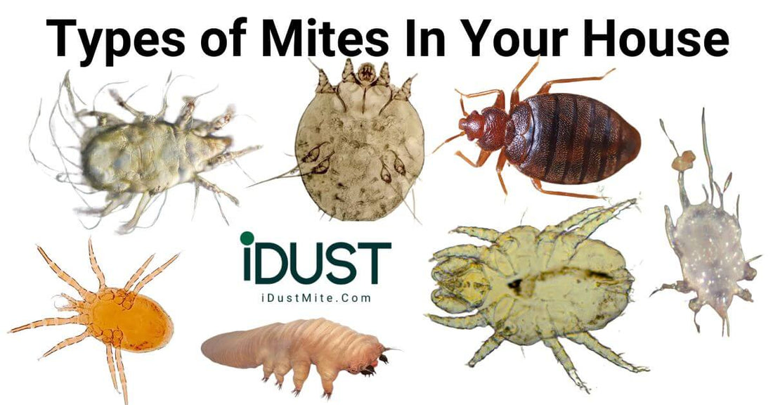 Comparison chart of common house mites including dust mites, clover mites, bird mites, and scabies to help with identification and removal