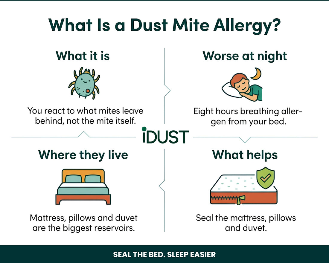 What is a dust mite allergy infographic showing you react to mite droppings, symptoms are worse at night, mites live in the mattress pillow and duvet, and sealing bedding reduces exposure