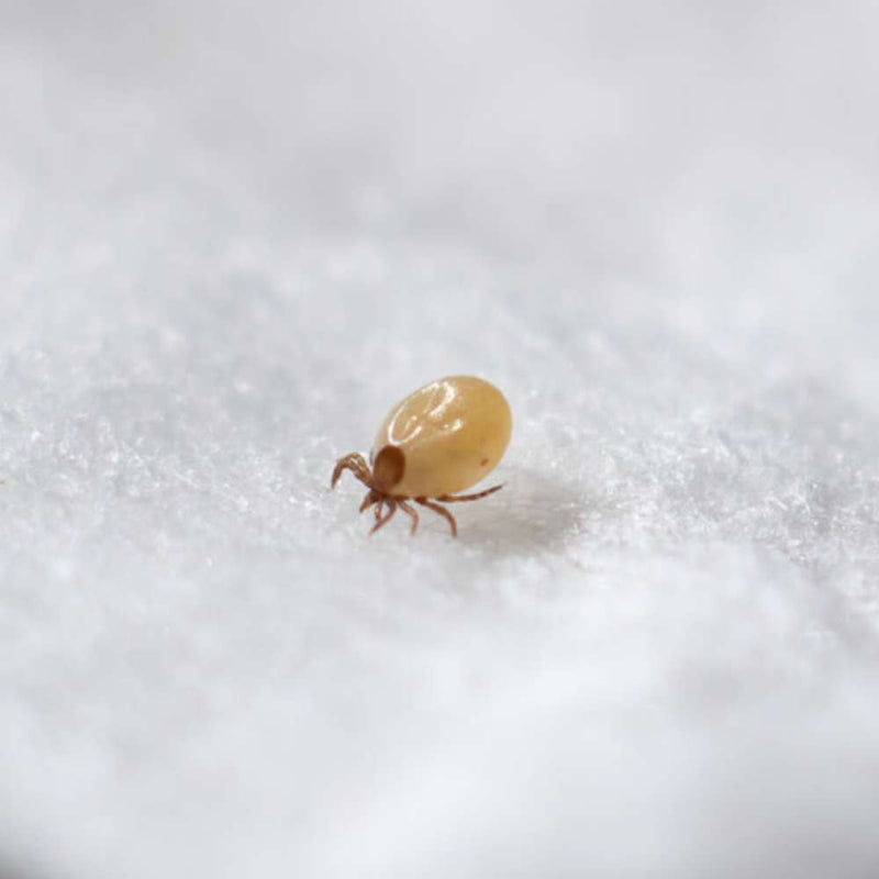 Dust Mite Allergy Sufferers